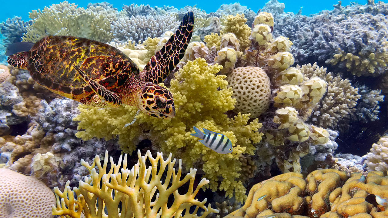 Great Barrier Reef in Pacific Ocean
