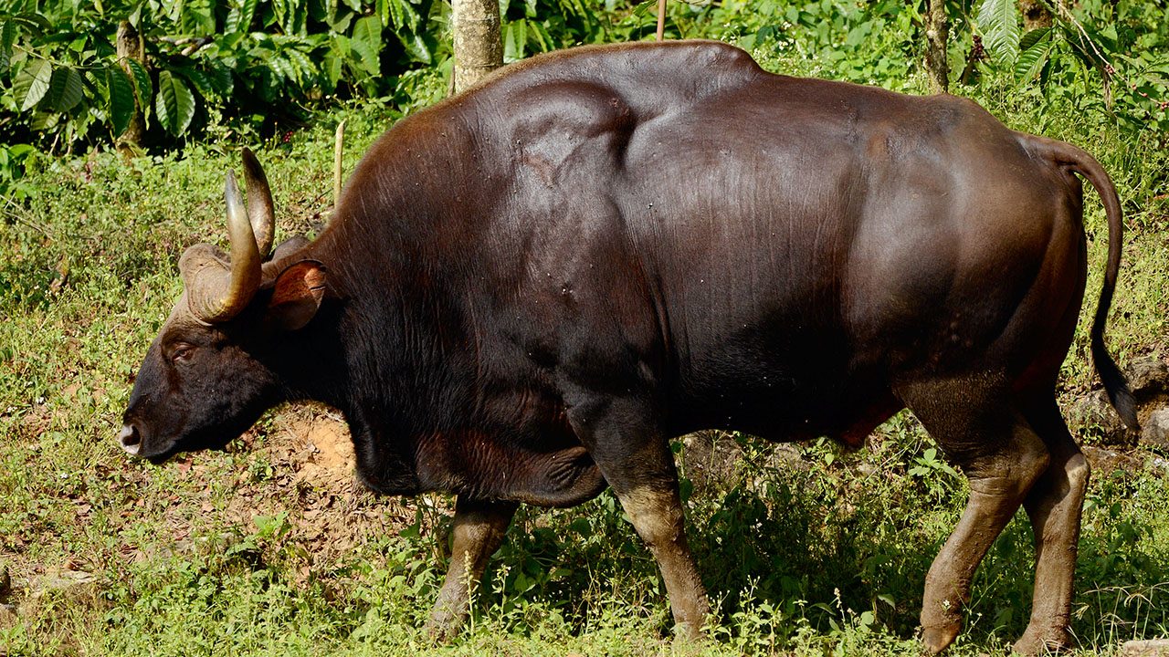 Indochinese gaur